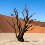 Withered Tree in the Desert by the Dune